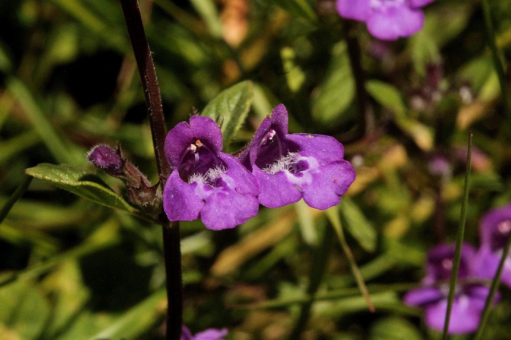 Acinos alpinus